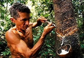 Un raccoglitore di gomma nell'Amazzonia