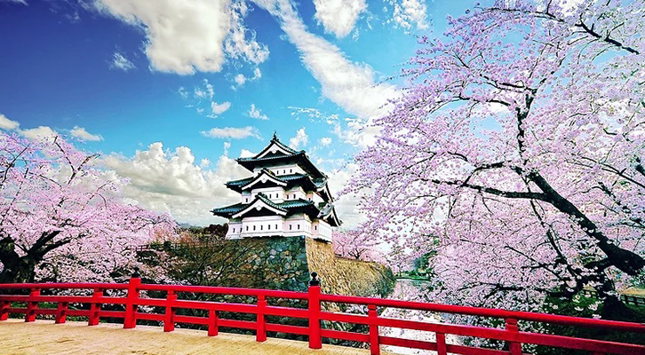 Giappone. La splendida fioritura dei ciliegi 01