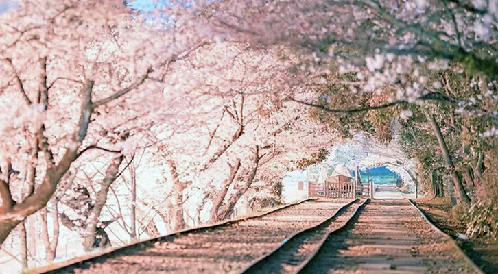 Giappone. La splendida fioritura dei ciliegi 02