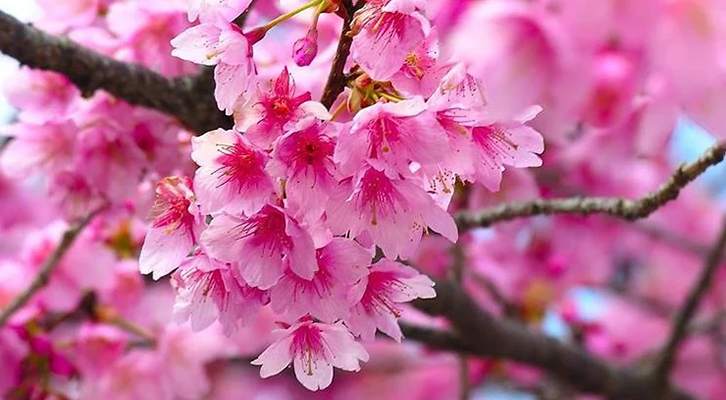 Giappone. La splendida fioritura dei ciliegi 04