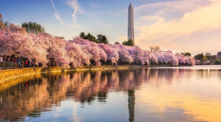 Ciliegi giapponesi sul Tibal Basin di Washington